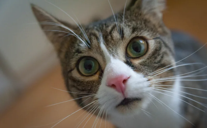 Ritrova il suo gatto perso 8 anni prima